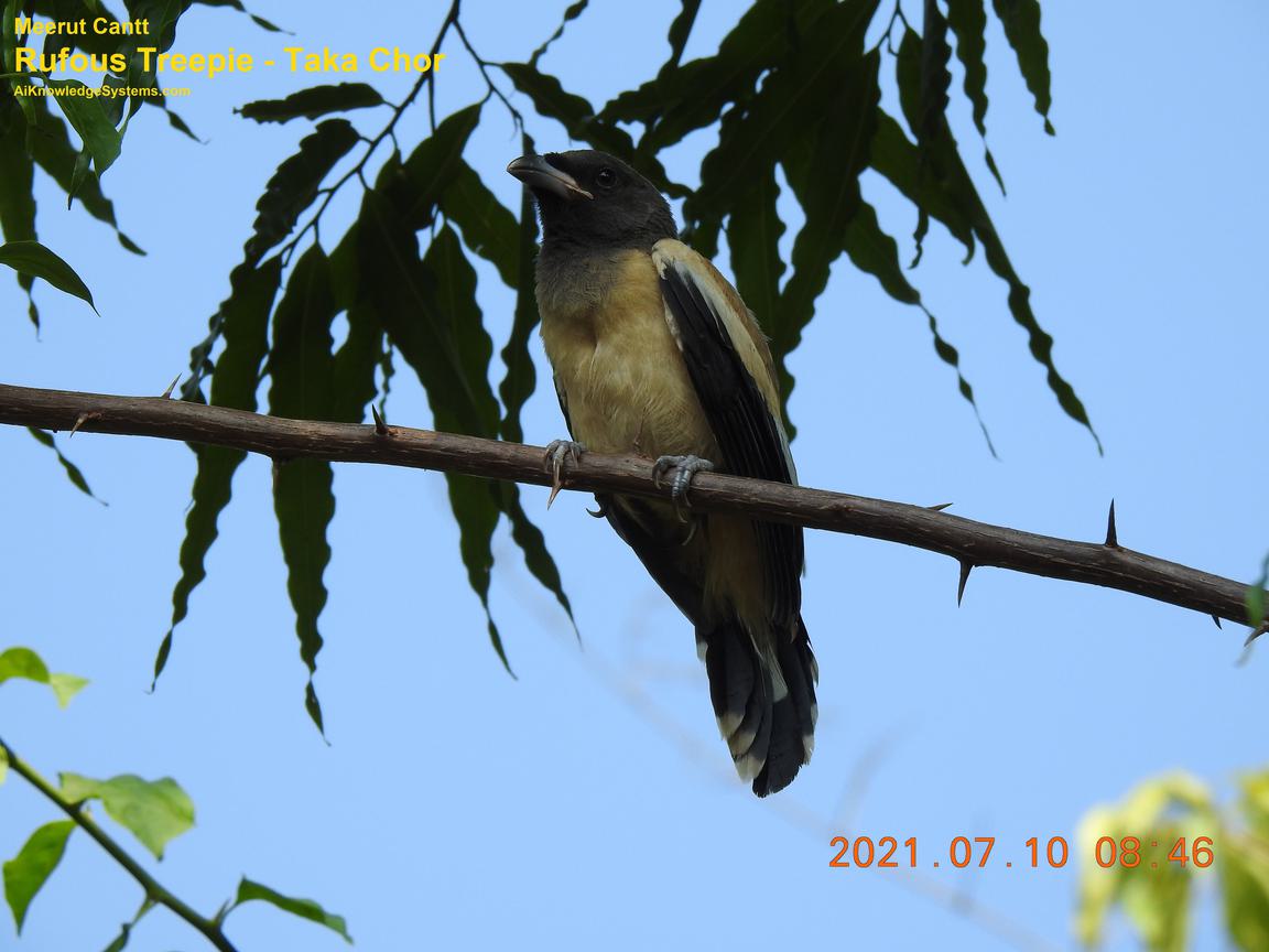 Rufous Treepie (65) Coming Soon